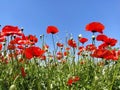 Beautiful red poppies and a blue sky. Photo on the side. Wild poppies on the field, panoramic shot.