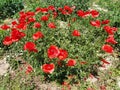 Beautiful red poppies, bush. Photo on the side. Wild poppies on the field