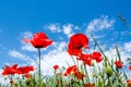 Beautiful red poppies on the edge of a wheat field Royalty Free Stock Photo