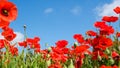 Beautiful red poppies on the edge of a wheat field Royalty Free Stock Photo