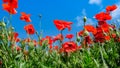 Beautiful red poppies on the edge of a wheat field Royalty Free Stock Photo