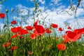 Beautiful red poppies on the edge of a wheat field Royalty Free Stock Photo