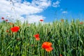 Beautiful red poppies on the edge of a wheat field Royalty Free Stock Photo