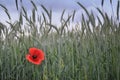 Beautiful red poppies