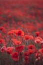 Beautiful red poppies in the field, close-up