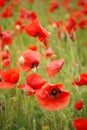 A field of red poppies  illuminated by the afternoon sunshine Royalty Free Stock Photo