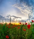 Beautiful red poppies field sunrise panoramic view, Alsace, Fran Royalty Free Stock Photo