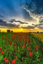 Beautiful red poppies field sunrise panoramic view, Alsace, Fran Royalty Free Stock Photo