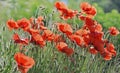 Beautiful red poppies flowers blooming in a meadow Royalty Free Stock Photo