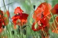 Beautiful red poppies flowers blooming in a meadow with honey bees Royalty Free Stock Photo