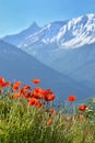 red poppies flowers blooming in a meadow with snowy peak mountain background under blue sky Royalty Free Stock Photo