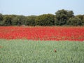 Beautiful red poppies full of flowers mixed with cereal Royalty Free Stock Photo