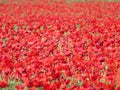 Beautiful red poppies full of flowers mixed with cereal Royalty Free Stock Photo