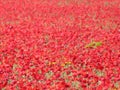 Beautiful red poppies full of flowers mixed with cereal Royalty Free Stock Photo
