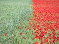 Beautiful red poppies full of flowers mixed with cereal Royalty Free Stock Photo