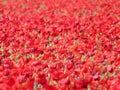 Beautiful red poppies full of flowers mixed with cereal Royalty Free Stock Photo