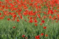 Beautiful red poppies in a green wheat field in Tuscany near San Quirico d`Orcia Siena Royalty Free Stock Photo