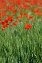 Beautiful red poppies in a green wheat field in Tuscany near San Quirico d`Orcia Siena Royalty Free Stock Photo