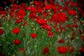 Meadow poppies with red flower in green grass. Royalty Free Stock Photo