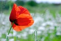 Beautiful red poppies on a summer meadow, buds of poppies, a symbol of victory Royalty Free Stock Photo