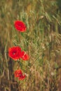 Beautiful red poppies in a summer meadow Royalty Free Stock Photo