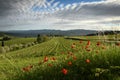 Beautiful red poppies with young rows of vineyards and cloudy sky in the Chianti region of Tuscany. Spring season, Italy Royalty Free Stock Photo