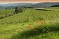 Beautiful red poppies with young rows of vineyards at sunset in the Chianti region of Tuscany. Spring season, Italy Royalty Free Stock Photo