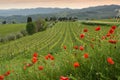 Beautiful red poppies with young rows of vineyards at sunset in the Chianti region of Tuscany. Spring season, Italy Royalty Free Stock Photo