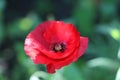 Beautiful red poppy on a blurry background.