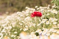 Beautiful red poppy is center of blurred white flowers