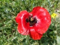 Beautiful red poppy close-up. Spring or summer flower of bright color with stamens, pistils. Petal shimmering in the sun