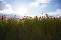 Beautiful red poppy field, blue sky, white clouds with bright sunshine. Photographed from below. Soft focus blurred background. Royalty Free Stock Photo