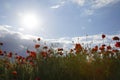 Beautiful red poppy field, blue sky, white clouds with bright sunshine. Photographed from below. Royalty Free Stock Photo
