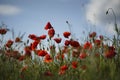 Beautiful red poppy field, blue sky, white clouds in sunny weather. Photographed from below. Soft focus blurred background. Royalty Free Stock Photo