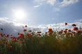 Beautiful red poppy field, blue sky, white clouds in sunny weather. Photographed from below. Soft focus blurred background. Royalty Free Stock Photo