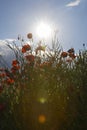 Beautiful red poppy field, blue sky, white clouds in sunny weather. Photographed from below. Soft focus blurred background. Europe Royalty Free Stock Photo