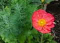 Beautiful red poppy flower in close-up at botanical garden. Royalty Free Stock Photo