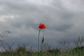 Beautiful red poppy flower close up storm clouds background. Wild spring flower on a meadow.Lonely poppy blossom on wild field. Royalty Free Stock Photo