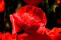 Beautiful red poppy flower closeup detail with raindrops Royalty Free Stock Photo