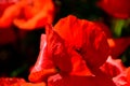 Beautiful red poppy flower closeup detail with raindrops Royalty Free Stock Photo