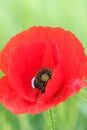 Red poppy flower closeup spring season