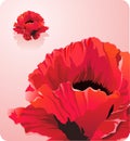 Beautiful red poppy flower- forces of nature theme