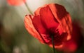 Beautiful red poppy flower in the garden Royalty Free Stock Photo