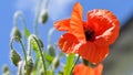 Beautiful red poppy flower in the garden Royalty Free Stock Photo