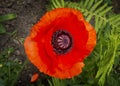 Beautiful red poppy flower in the garden Royalty Free Stock Photo