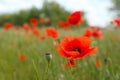 Red poppy flower growing in field, closeup. Space for text Royalty Free Stock Photo