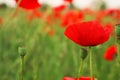 Red poppy flower growing in field, closeup. Space for text Royalty Free Stock Photo