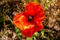 Beautiful red poppy flower growing in the field near village Royalty Free Stock Photo