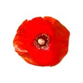 Beautiful Red Poppy flower head isolated on white background.