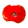 Beautiful Red Poppy flower head isolated on white background.